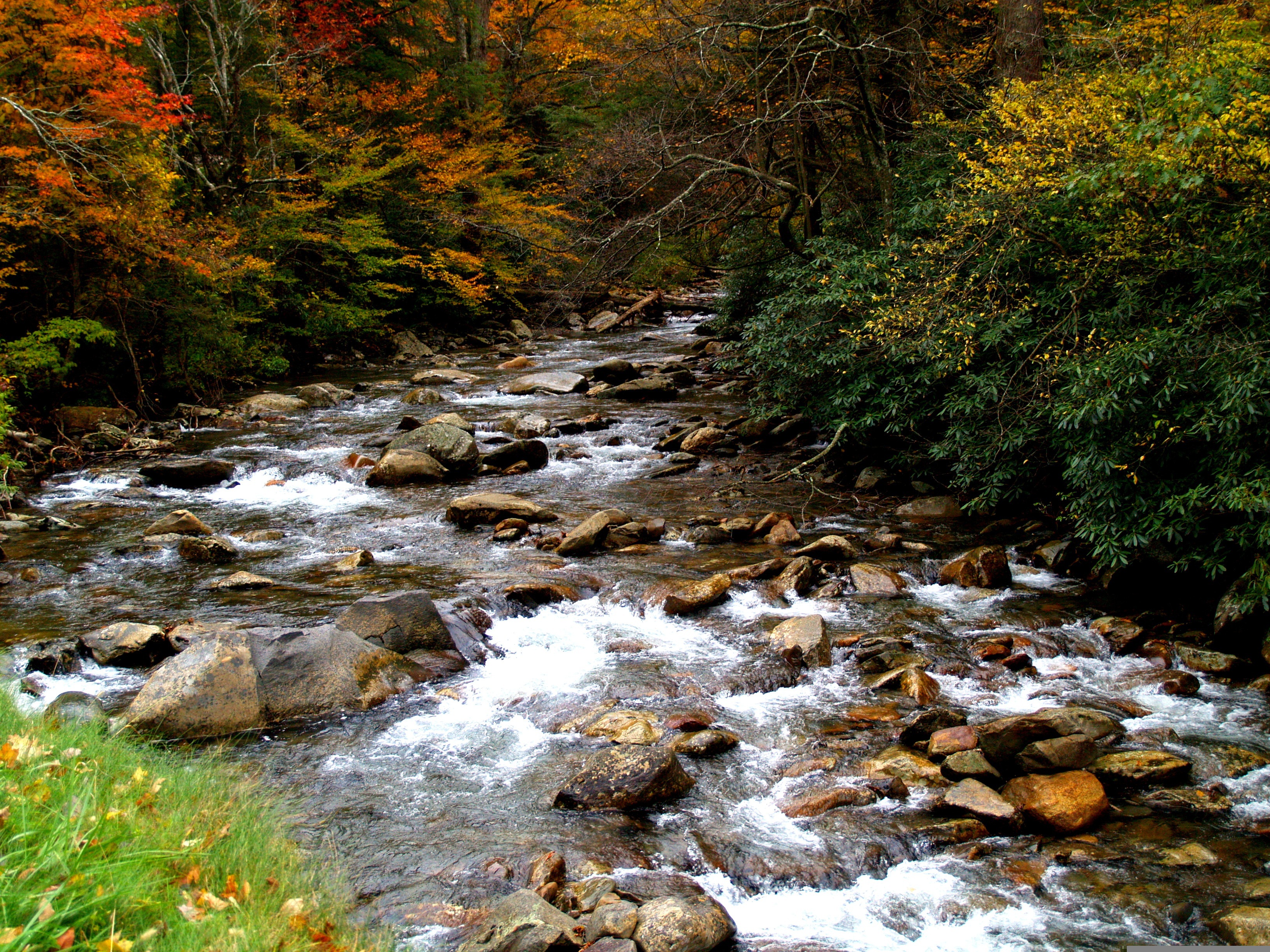 Fall leaves by river Great Smoky Mountains National Park