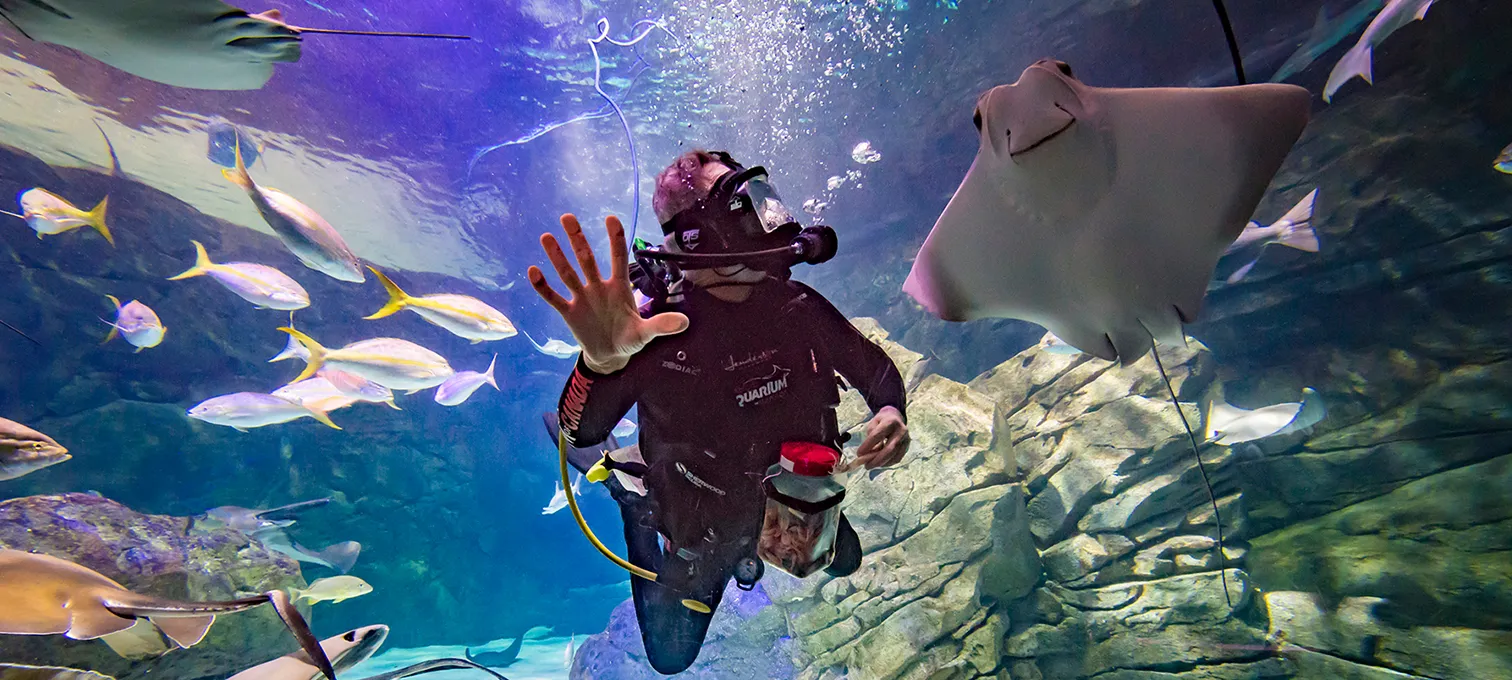 Scuba diver swiming in aquarium tank with sting rays
