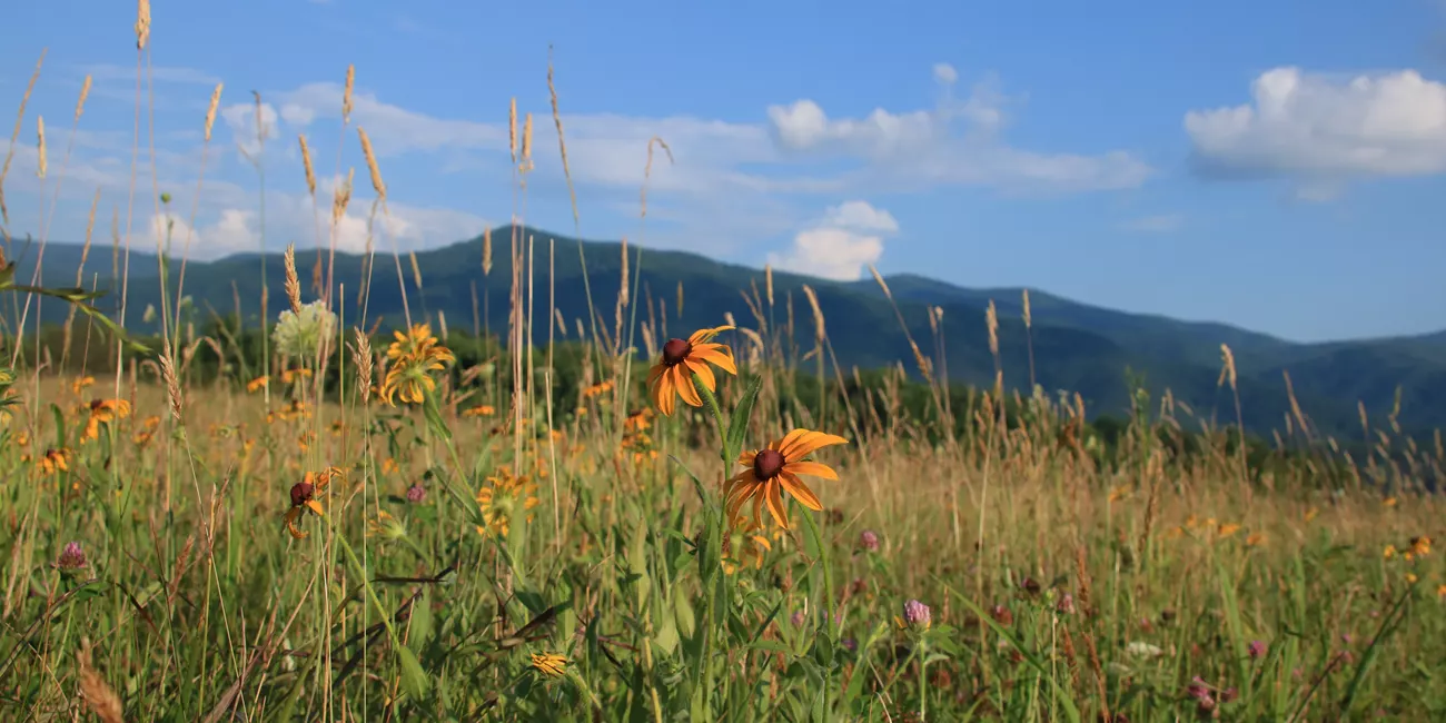 Flowers and tall grass in Cades Cove, Great Smoky Mountains National Park, Tennessee