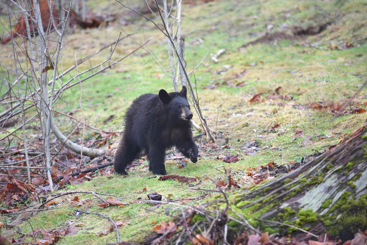 black bear running