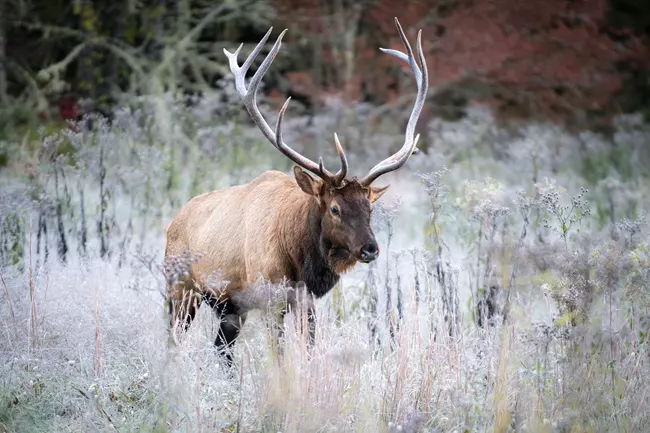 Bull Elk Cataloochee, NC