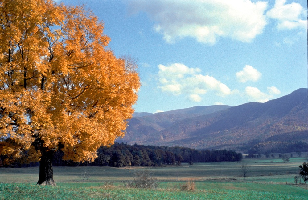 Fall colors in Cade's Cove - Great Smoky Mountains